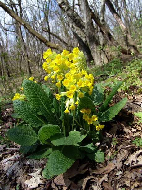 Image of Primula macrocalyx specimen.