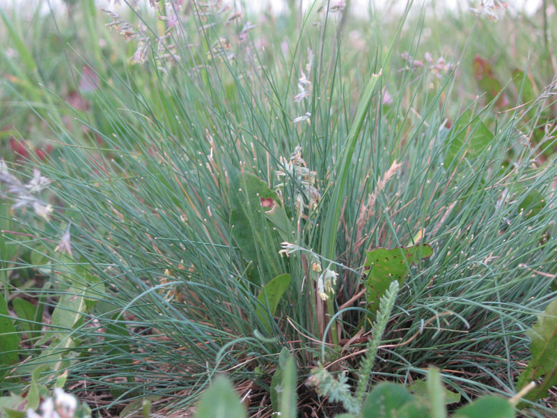 Image of Festuca valesiaca specimen.