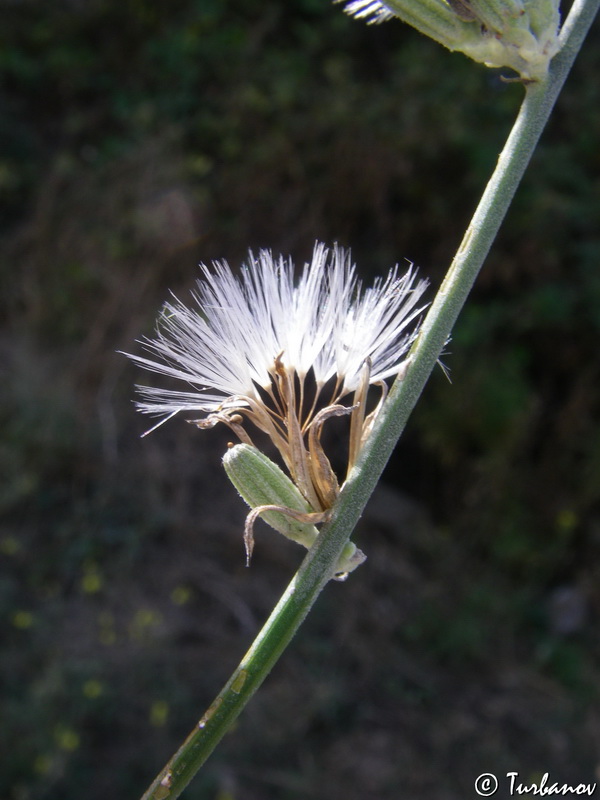 Изображение особи Chondrilla juncea.