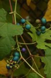 Ampelopsis brevipedunculata