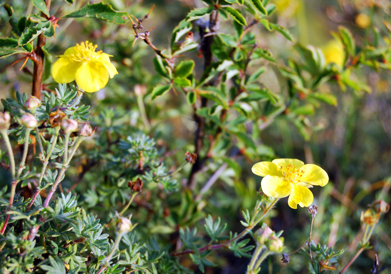 Image of Dasiphora fruticosa specimen.