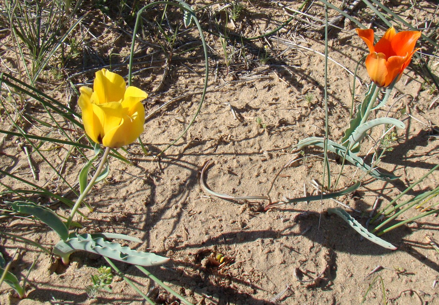 Image of Tulipa borszczowii specimen.