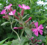 Melandrium dioicum. Верхушка цветущего растения. Санкт-Петербург, Петергоф, парк \"Александрия\", берег Финского залива. 31.05.2014.