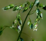 Hierochloe odorata. Часть соцветия. Московская обл., Раменский р-н, окр. ж.-д. платформы Хрипань, просека под ЛЭП. 12.05.2015.