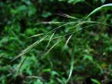 Festuca gigantea