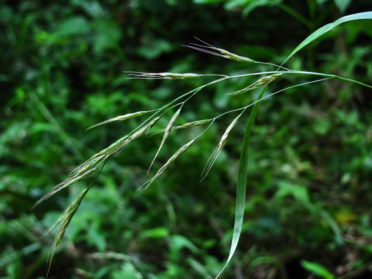 Image of Festuca gigantea specimen.