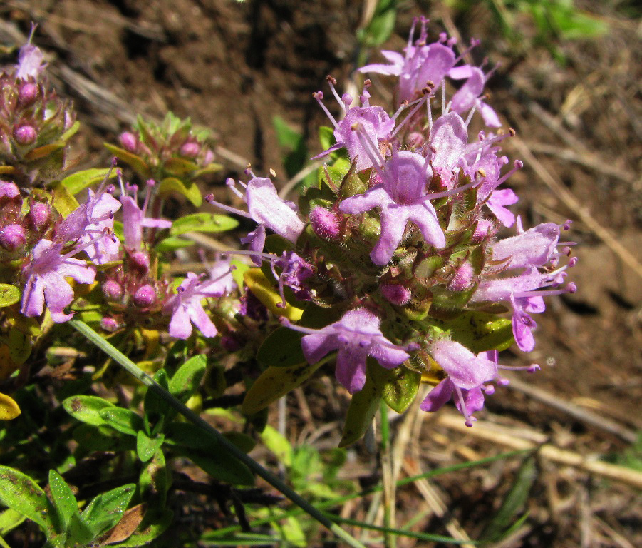 Image of Thymus baicalensis specimen.