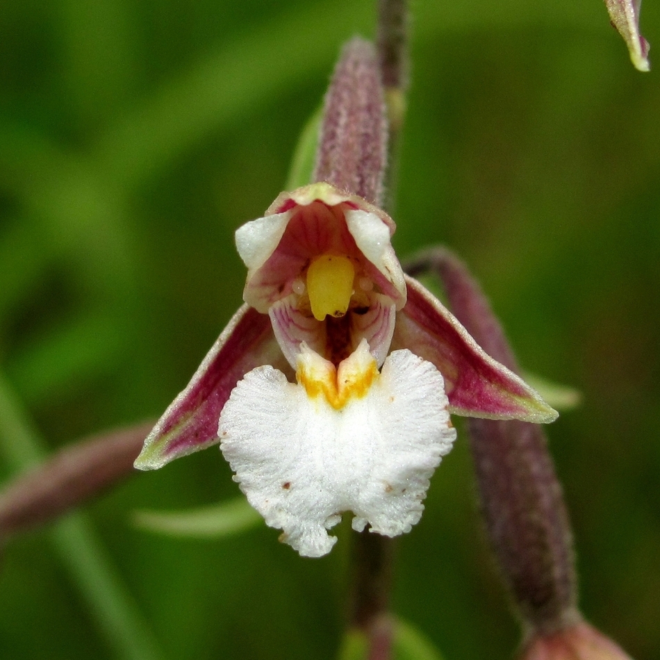 Изображение особи Epipactis palustris.