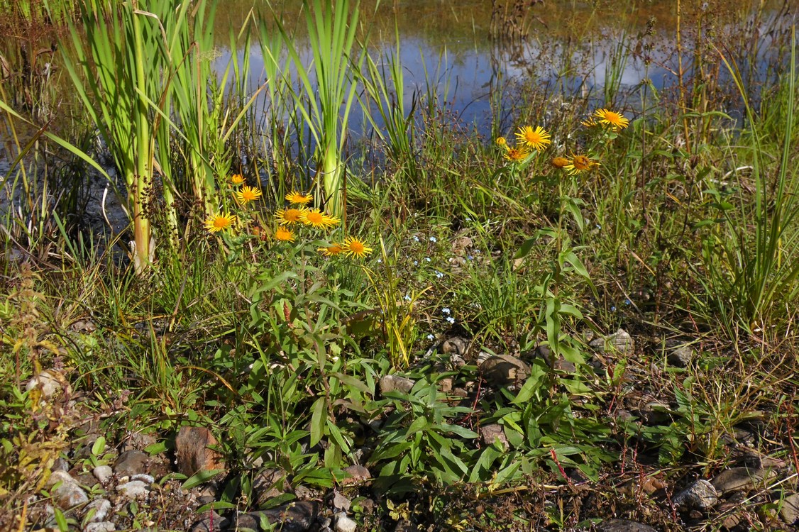 Изображение особи Inula britannica.