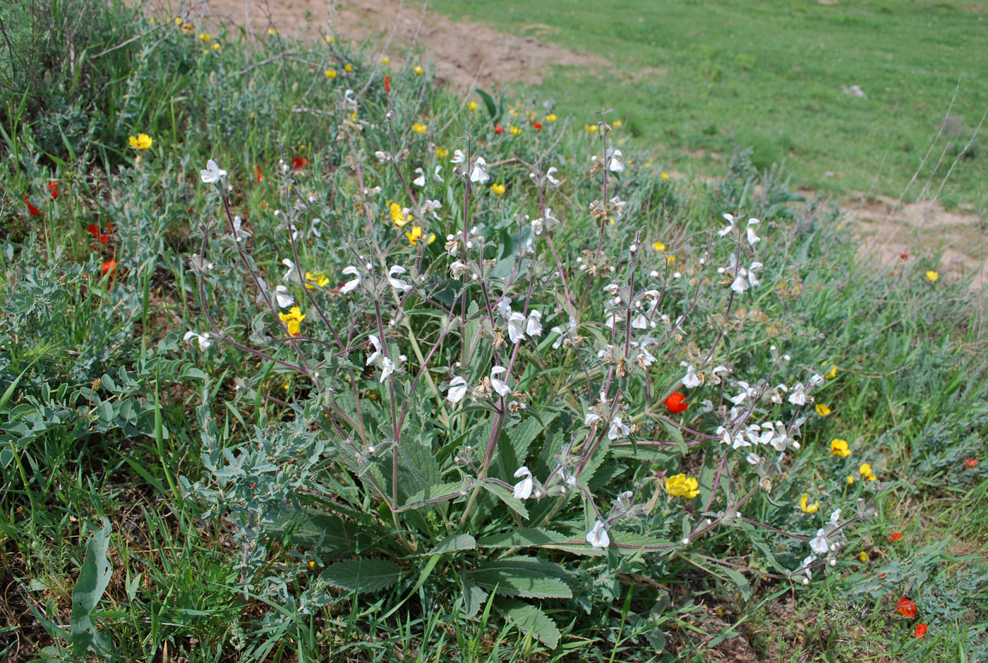 Image of Phlomoides impressa specimen.