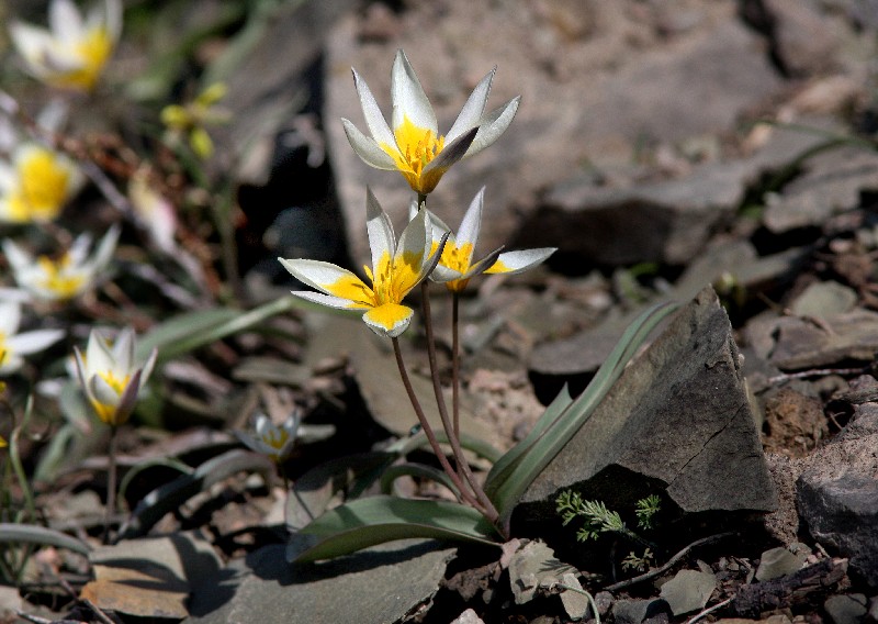 Image of Tulipa orthopoda specimen.