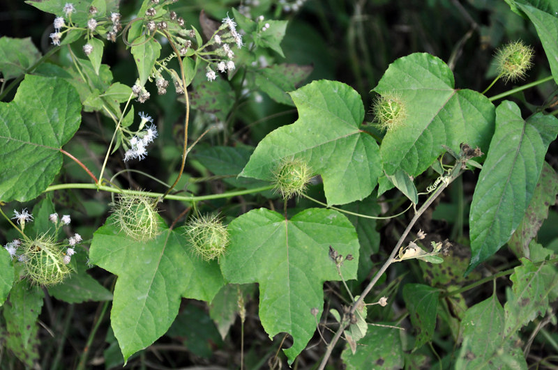 Image of Passiflora foetida specimen.