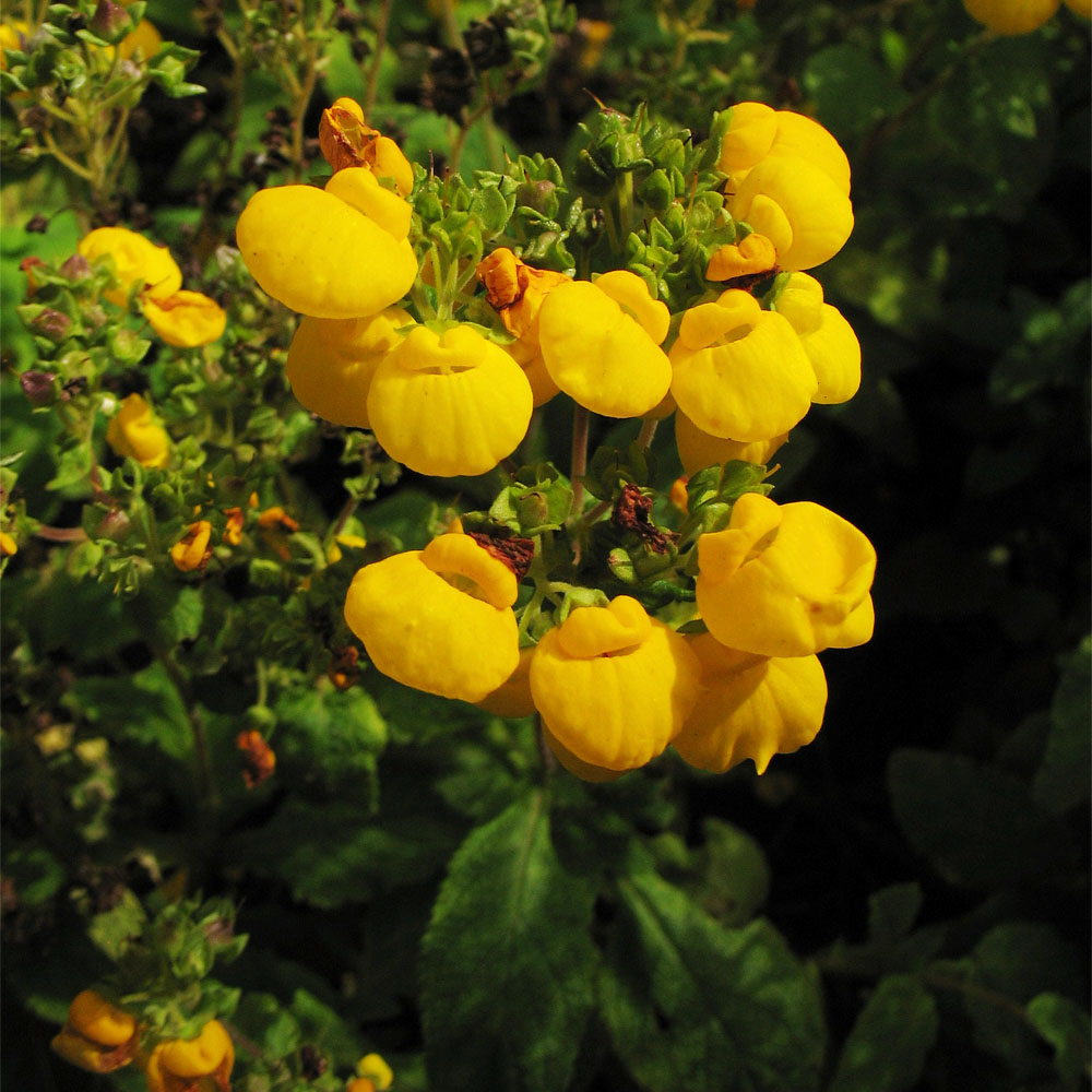 Изображение особи род Calceolaria.