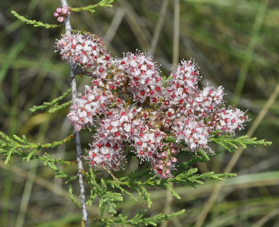 Image of Tamarix hampeana specimen.