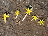 Colchicum luteum