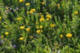 Crepis sibirica