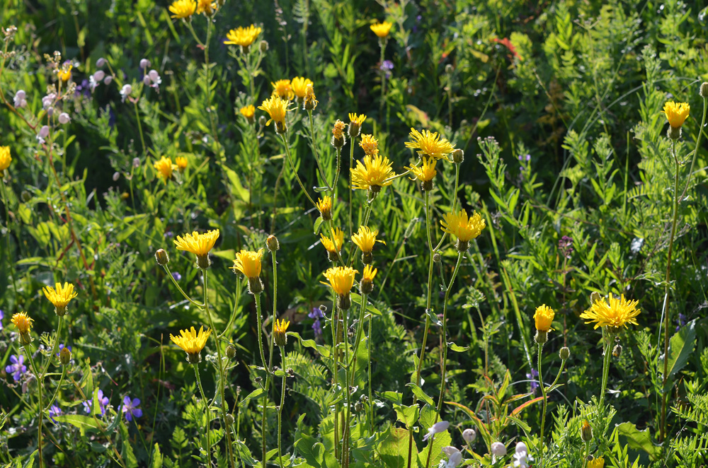 Image of Crepis sibirica specimen.