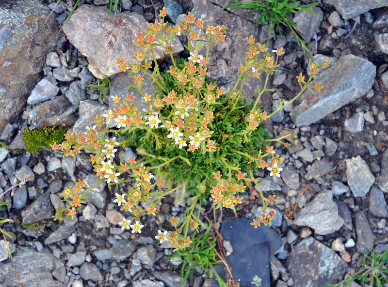 Image of Saxifraga exarata specimen.