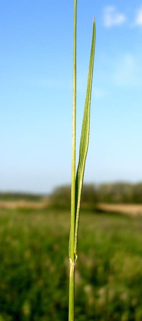 Image of Koeleria macrantha specimen.