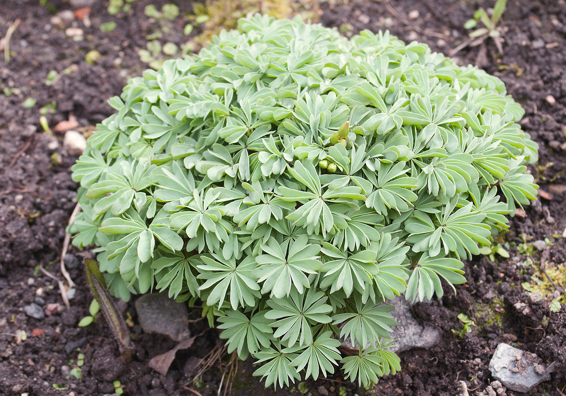 Image of Oxalis adenophylla specimen.