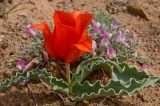 Tulipa alberti