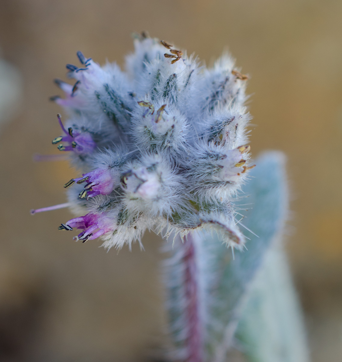 Изображение особи Craniospermum subvillosum.