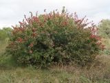 Ribes aureum