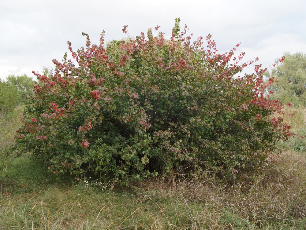 Image of Ribes aureum specimen.