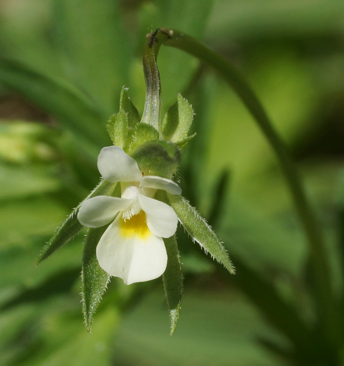 Изображение особи Viola arvensis.