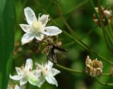 Butomus umbellatus