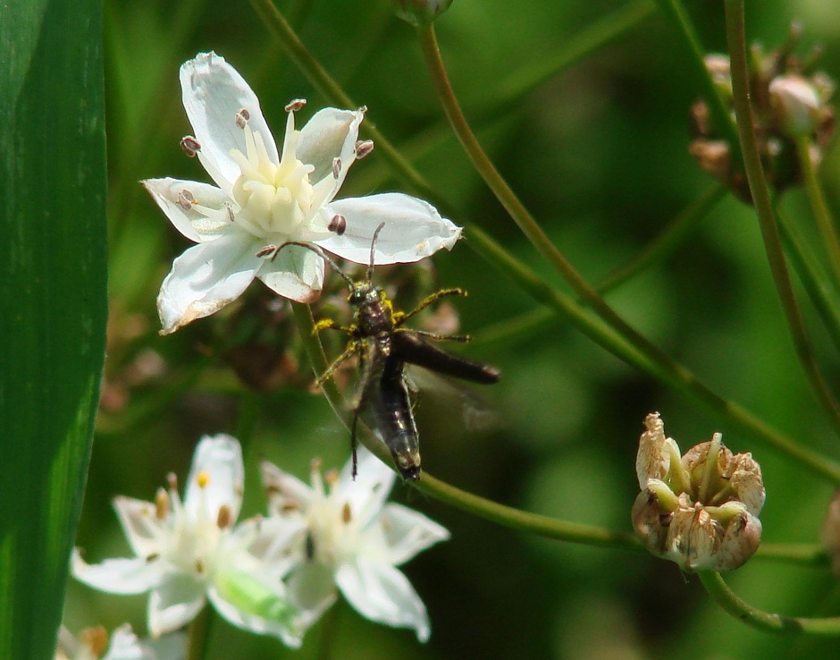 Image of Butomus umbellatus specimen.