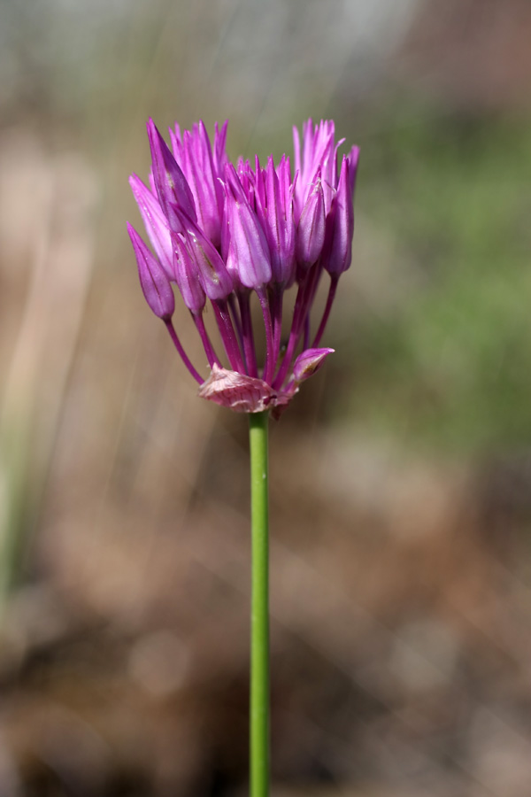 Изображение особи Allium barsczewskii.