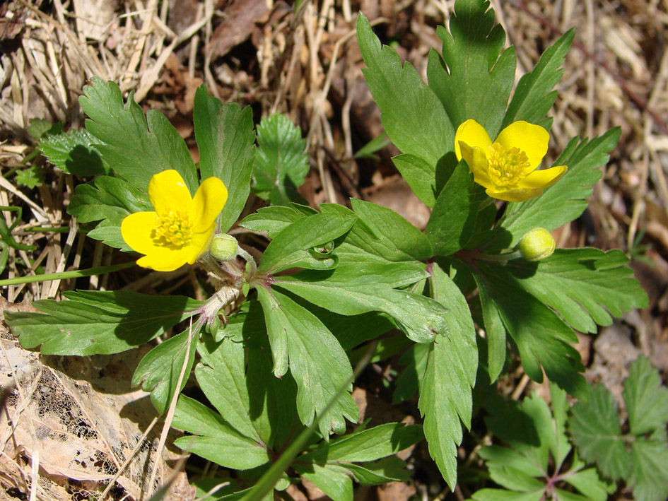 Изображение особи Anemone ranunculoides.