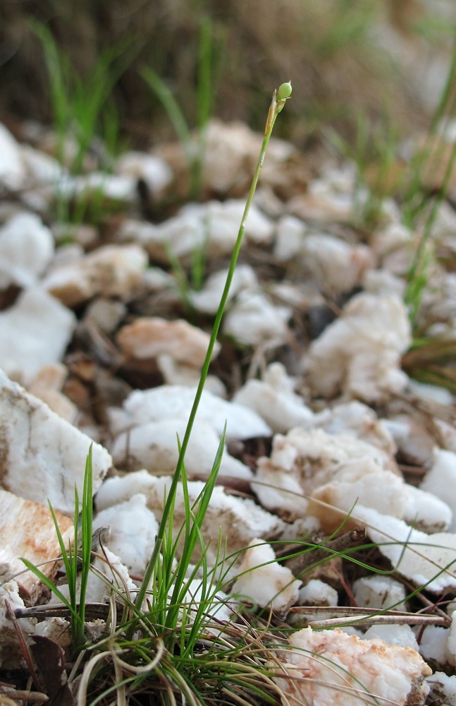 Изображение особи Carex alba.