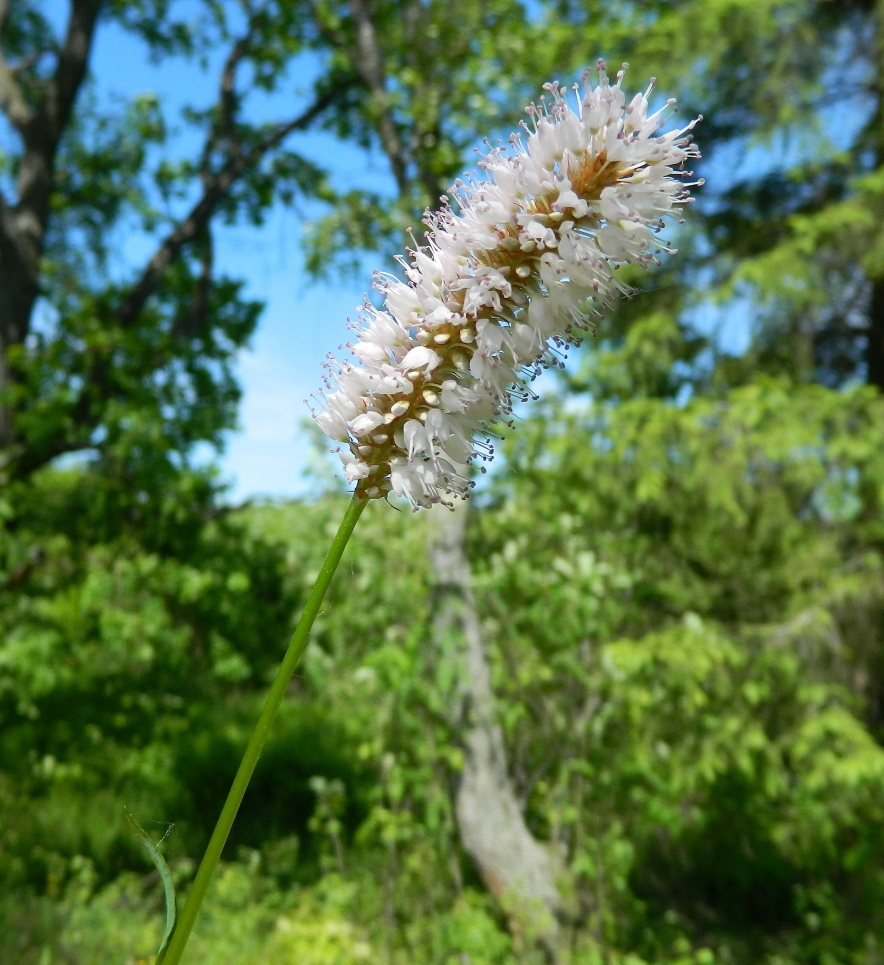 Image of Bistorta officinalis specimen.