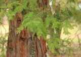 Sequoia sempervirens. Веточки с развивающимися микростробилами. Черноморское побережье Кавказа, Туапсинский р-н, окр. с. Пляхо, ВДЦ \"Орлёнок\", в культуре. 1 февраля 2015 г.