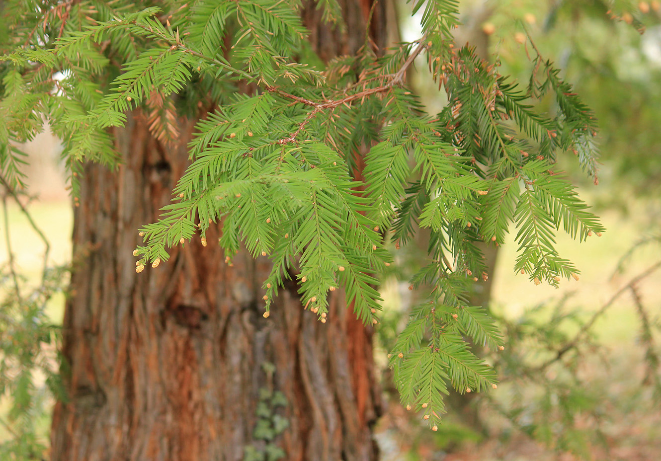 Image of Sequoia sempervirens specimen.