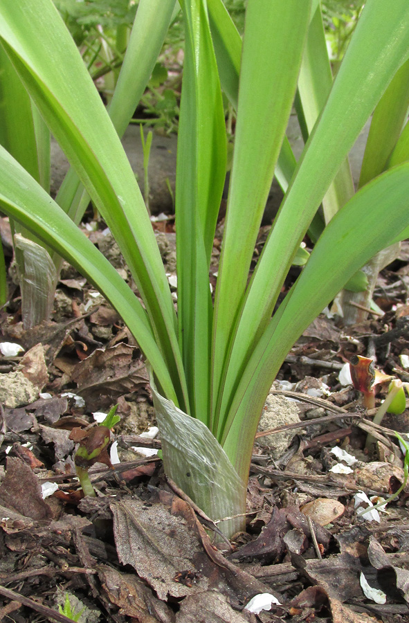 Image of Nectaroscordum bulgaricum specimen.