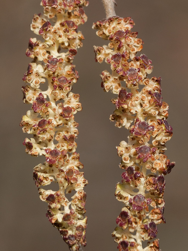 Изображение особи Alnus incana.