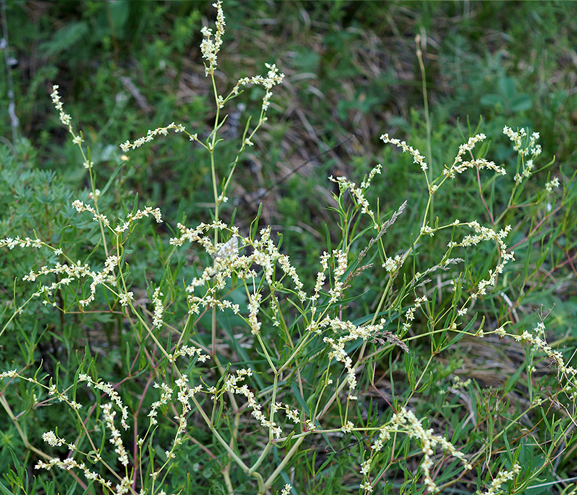 Изображение особи Aconogonon angustifolium.