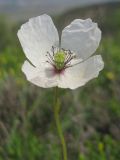 Papaver albiflorum. Цветок. Крым, окр. Балаклавы. 30.04.2016.