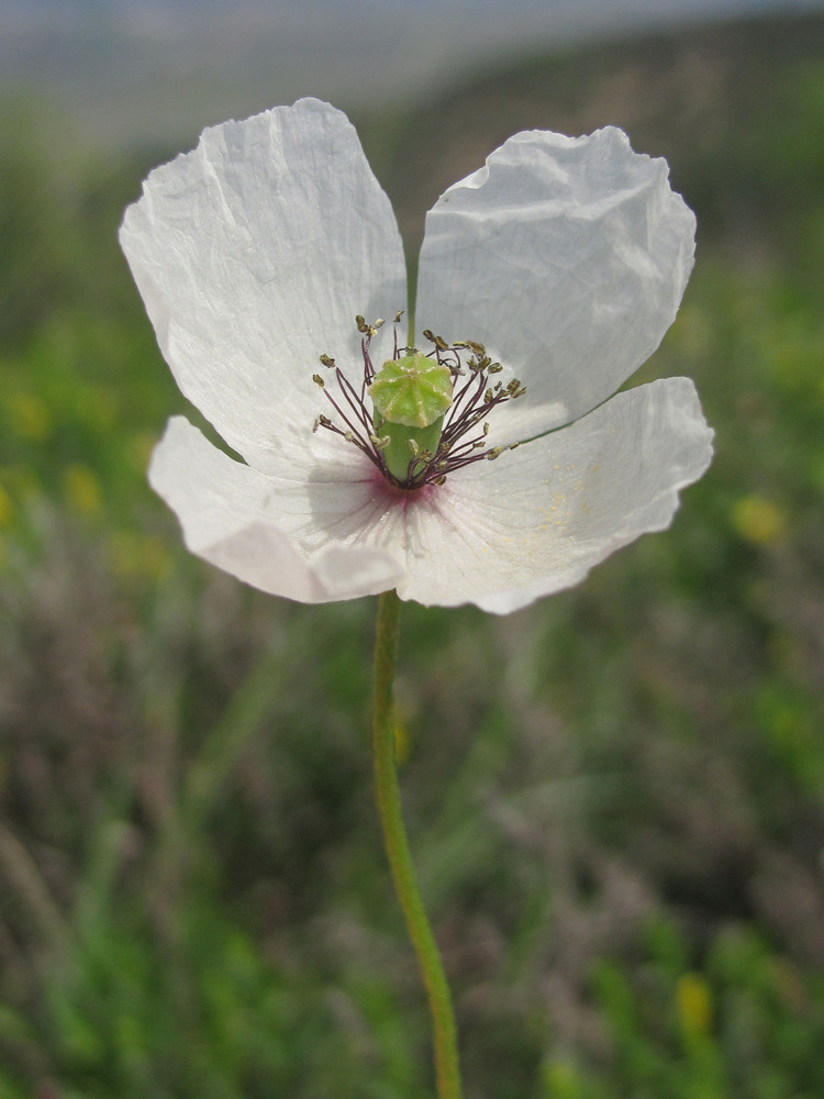 Image of Papaver albiflorum specimen.