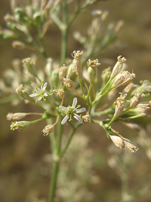 Изображение особи Silene wolgensis.