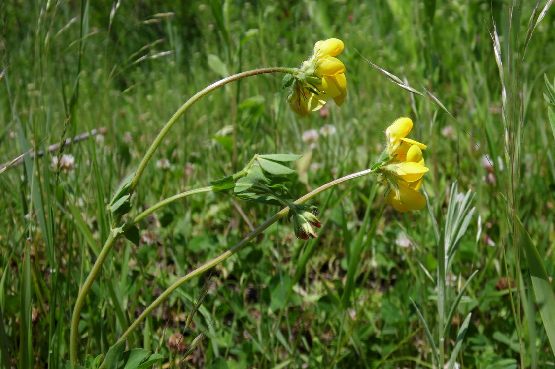 Image of Lotus caucasicus specimen.