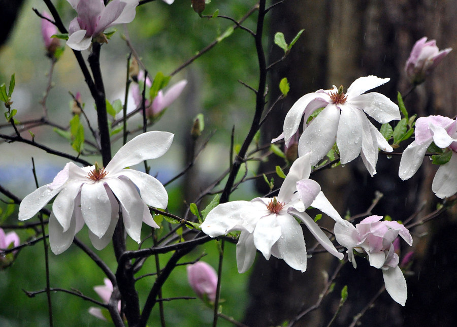 Изображение особи Magnolia stellata.