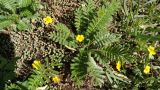 Potentilla anserina