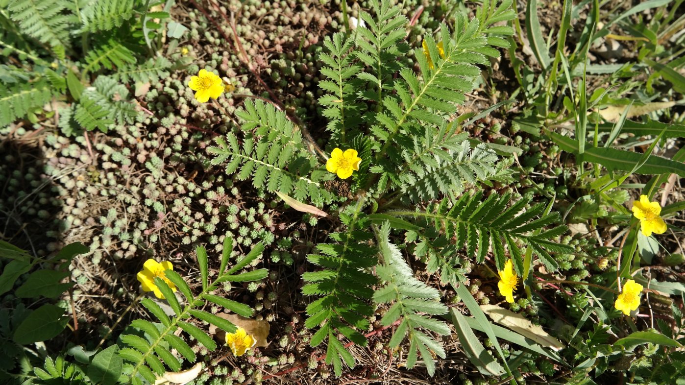 Image of Potentilla anserina specimen.