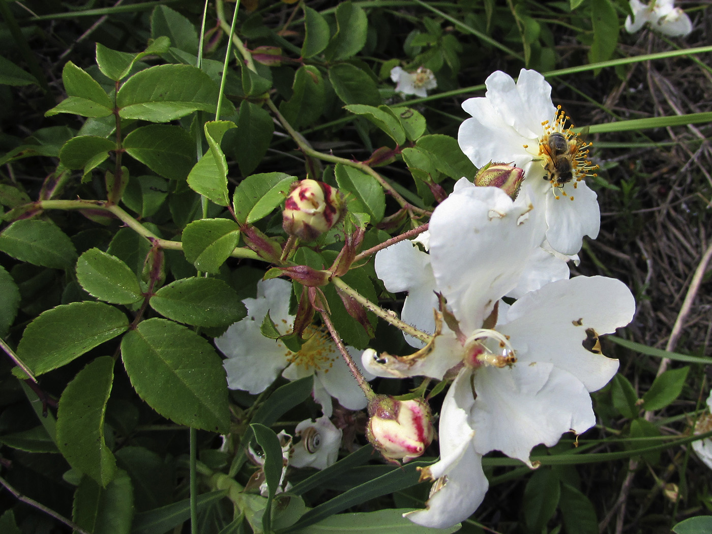 Изображение особи Rosa sempervirens.
