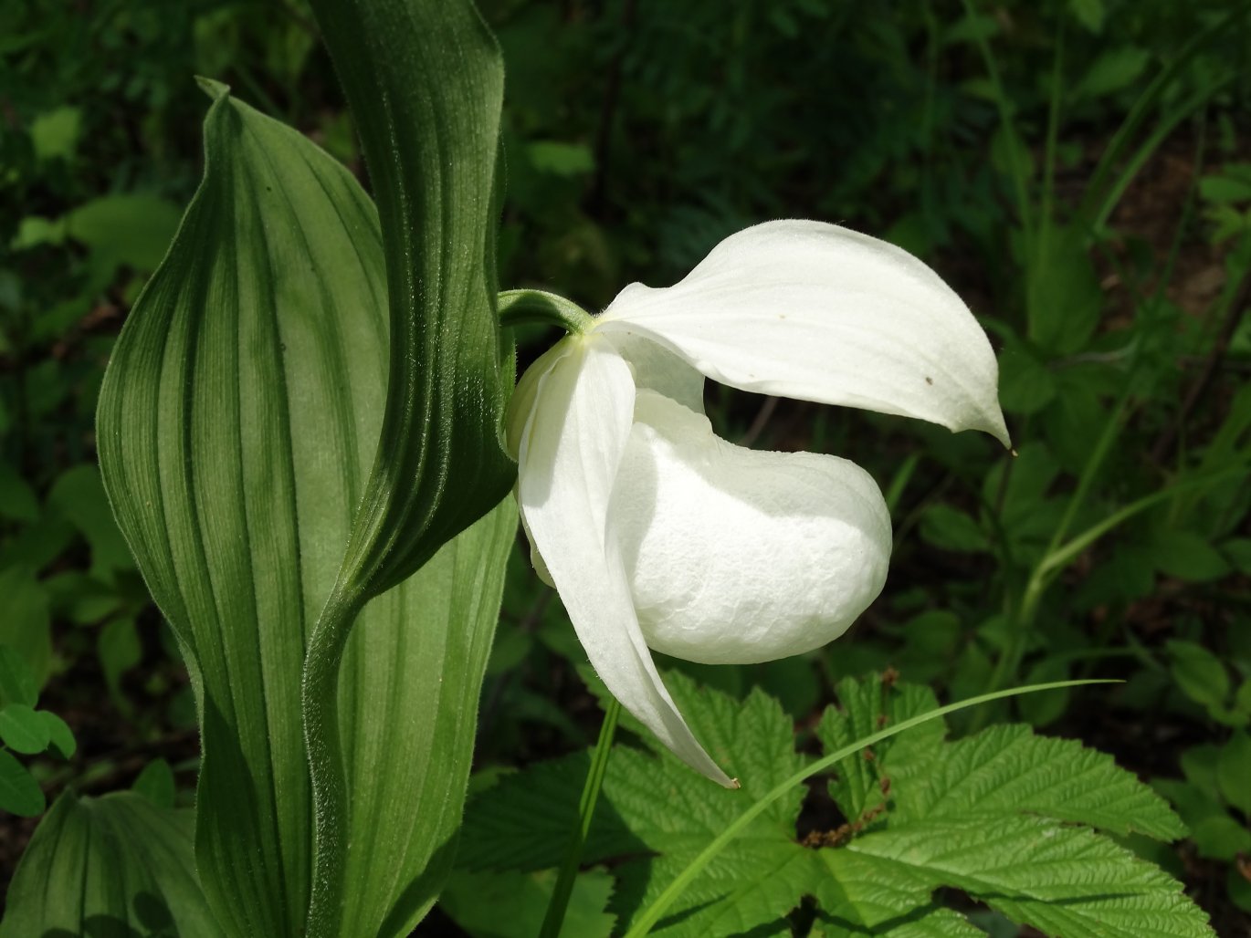 Изображение особи Cypripedium macranthos.