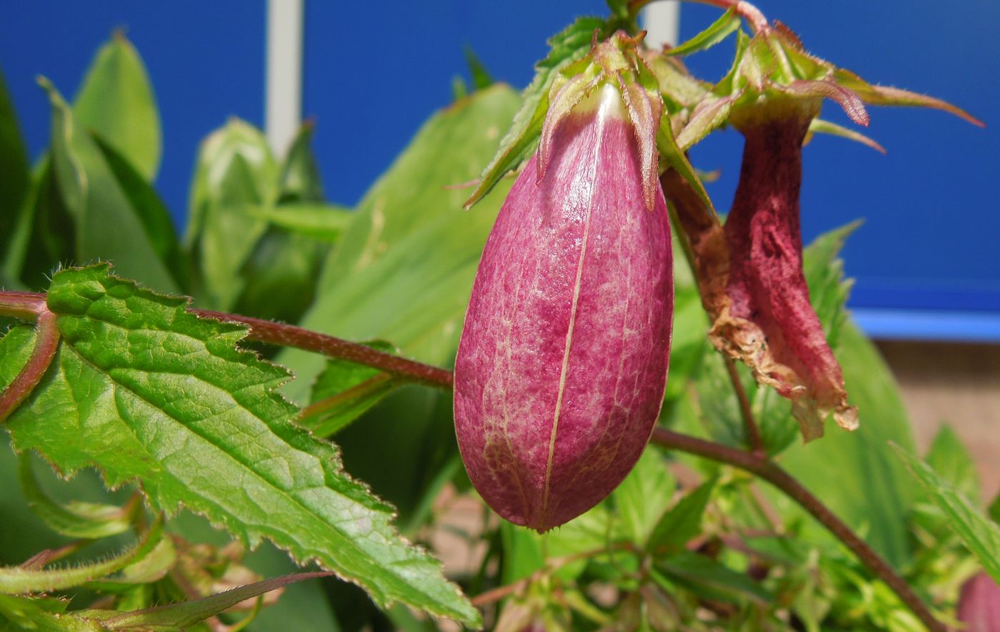 Image of Campanula takesimana specimen.